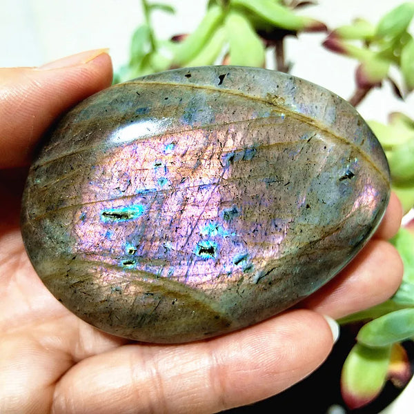 Purple Yellow Light Labrador-ToShay.org