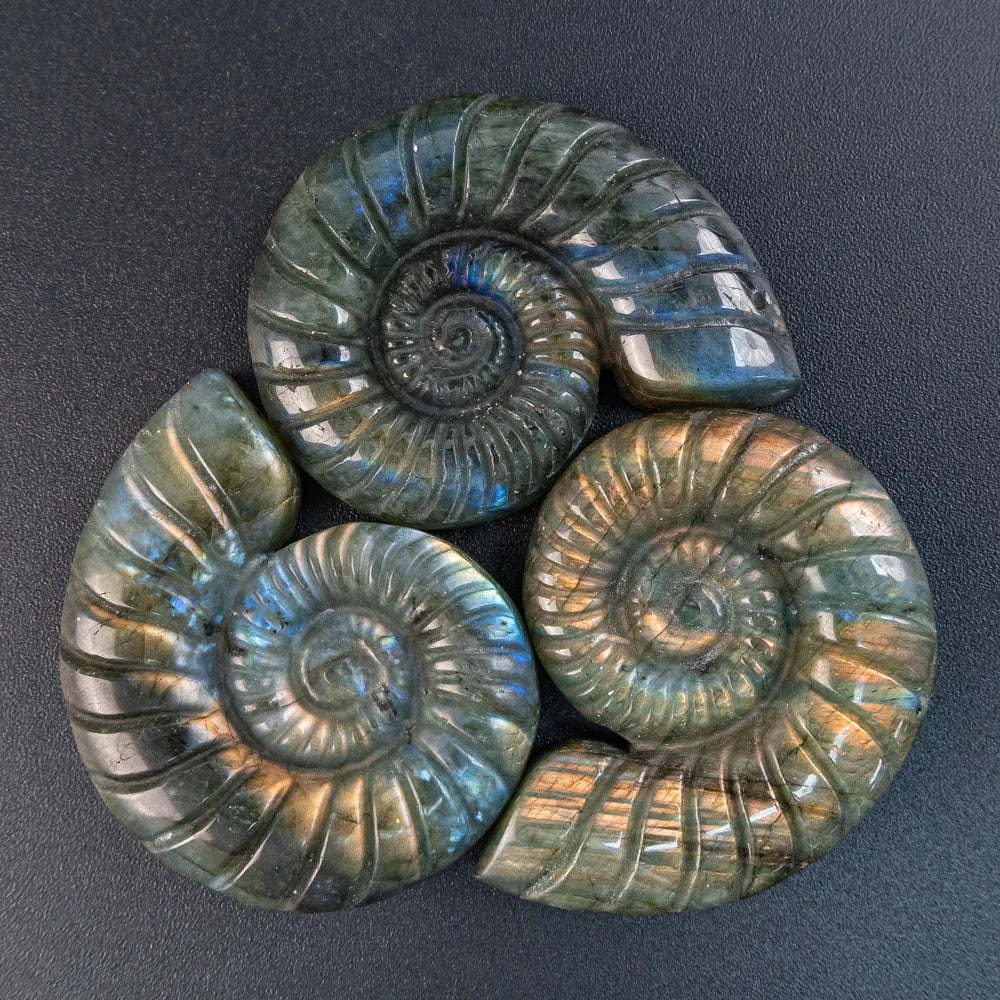 Blue Labradorite Conch-ToShay.org
