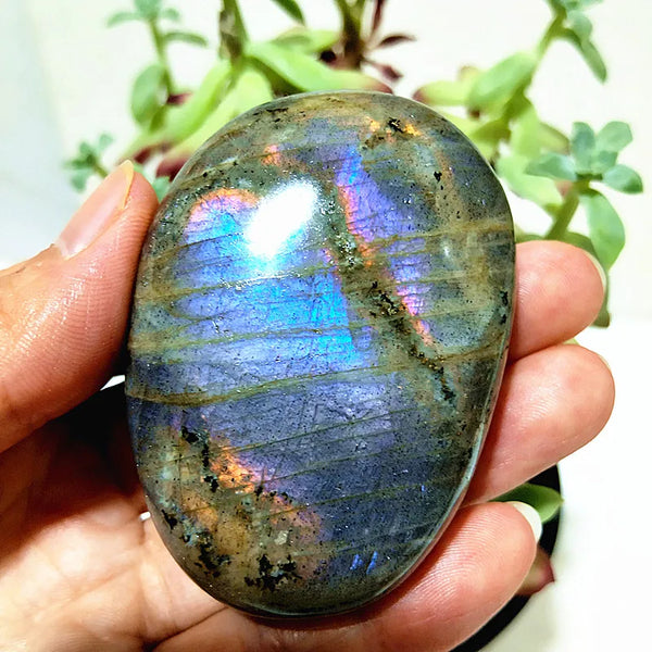 Purple Yellow Light Labrador-ToShay.org