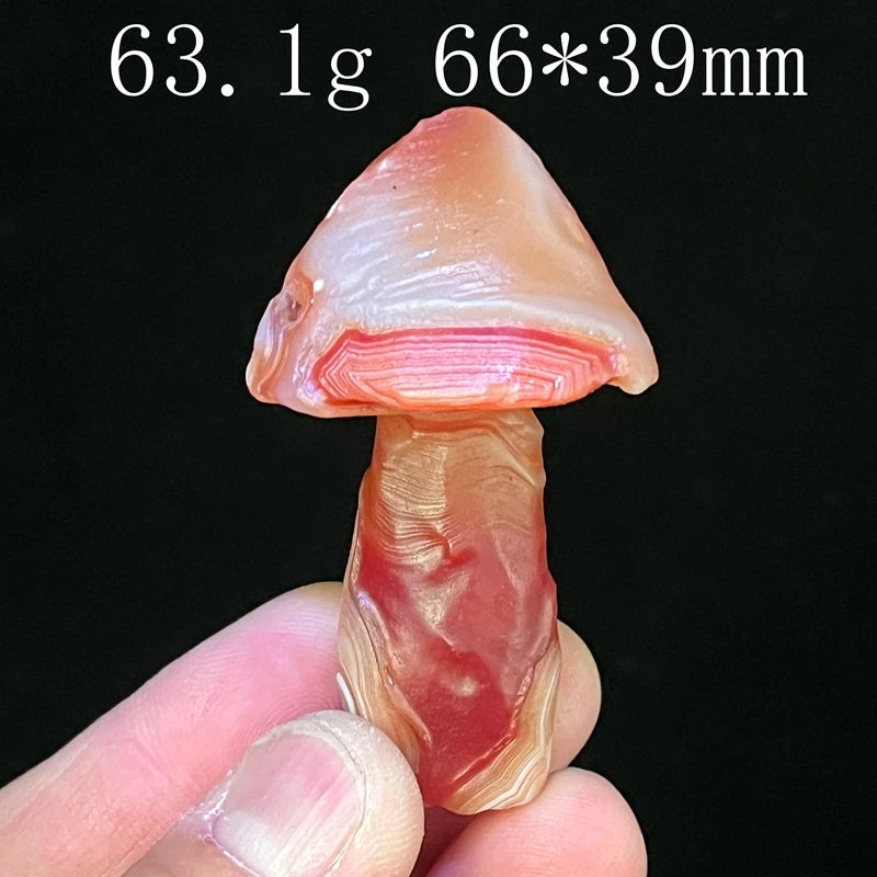 Mixed Gobi Eye Mushroom-ToShay.org