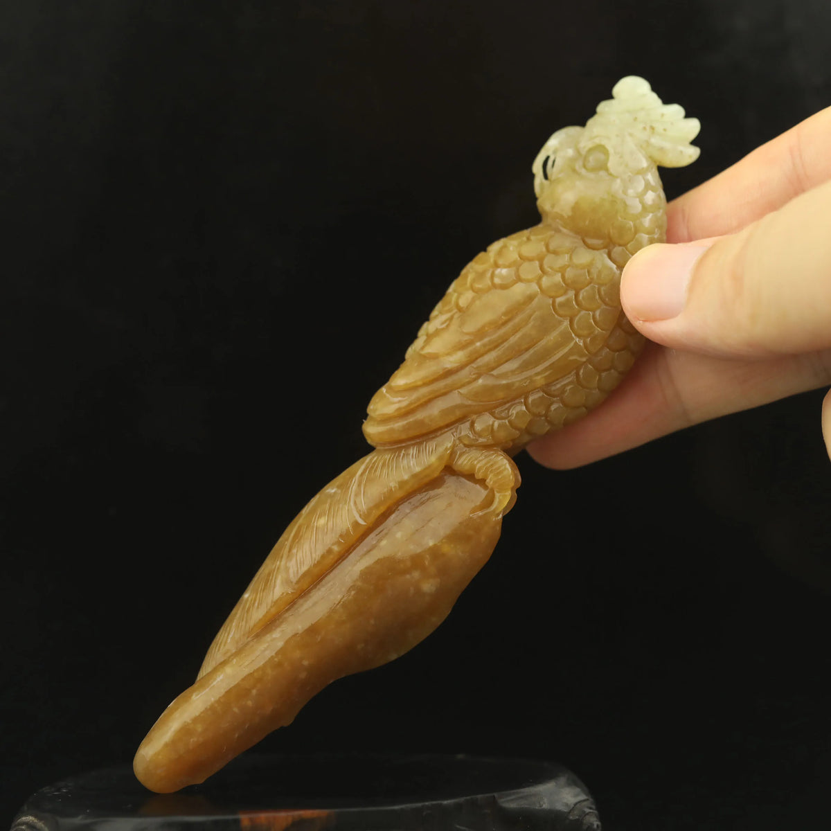 Yellow Jade Parrot-ToShay.org