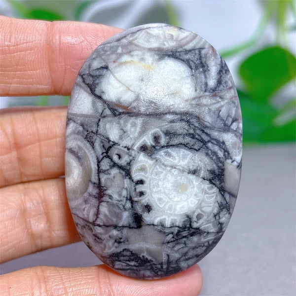 Black White Shellstone-ToShay.org