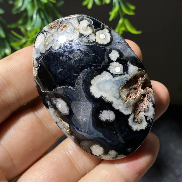 Black Flower Agate-ToShay.org