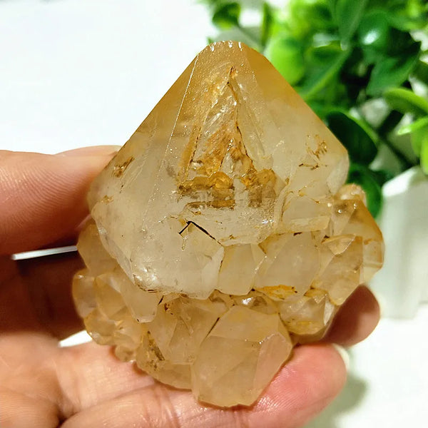 Yellow Mud Sparkling Clusters-ToShay.org