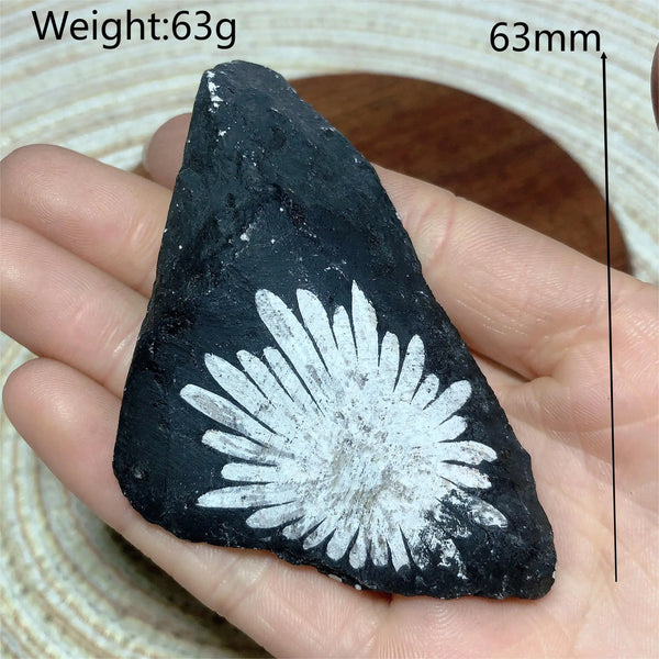 Black Chrysanthemum Raw Stone-ToShay.org