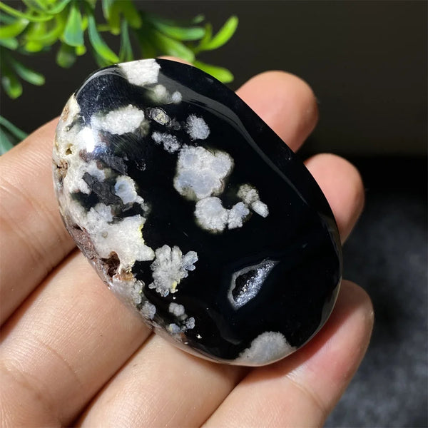 Black Flower Agate-ToShay.org