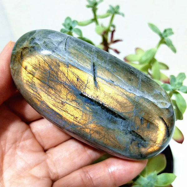 Purple Yellow Light Labrador-ToShay.org