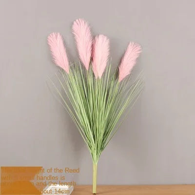 Reed Grass Plants-ToShay.org