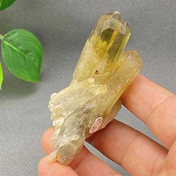 Yellow Black Smoky Quartz-ToShay.org