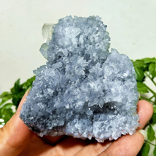 Purple Chrysanthemum Fluorite Crystal-ToShay.org