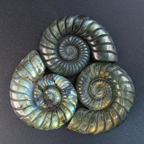 Blue Labradorite Conch-ToShay.org