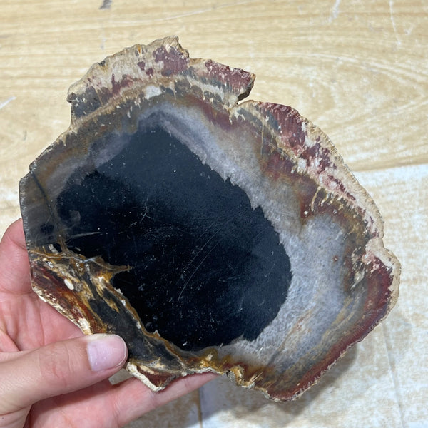 Petrified Wood Stone Slice-ToShay.org