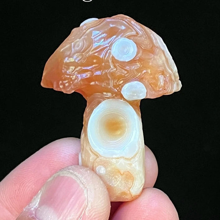 Mixed Gobi Eye Mushroom-ToShay.org