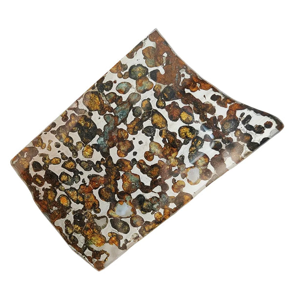 Olive Meteorite Slice-ToShay.org