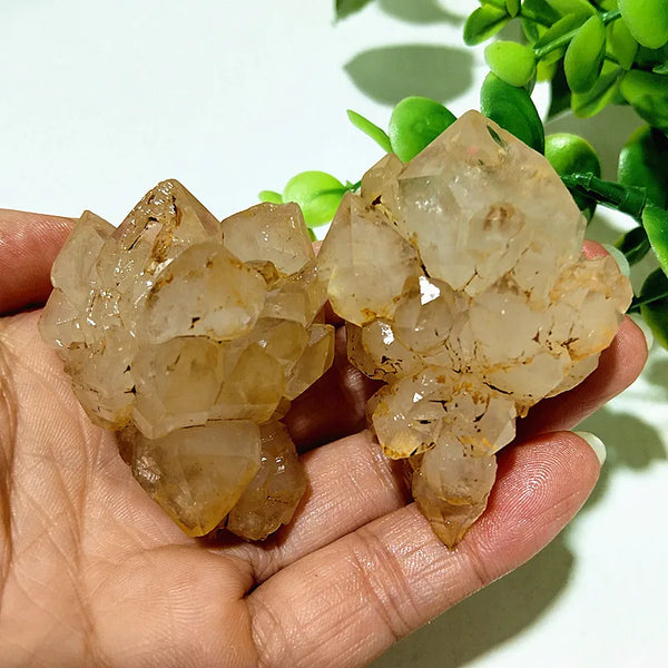 Yellow Mud Sparkling Clusters-ToShay.org