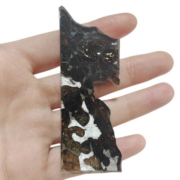 Olive Meteorite Slice-ToShay.org