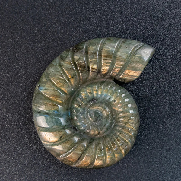 Blue Labradorite Conch-ToShay.org