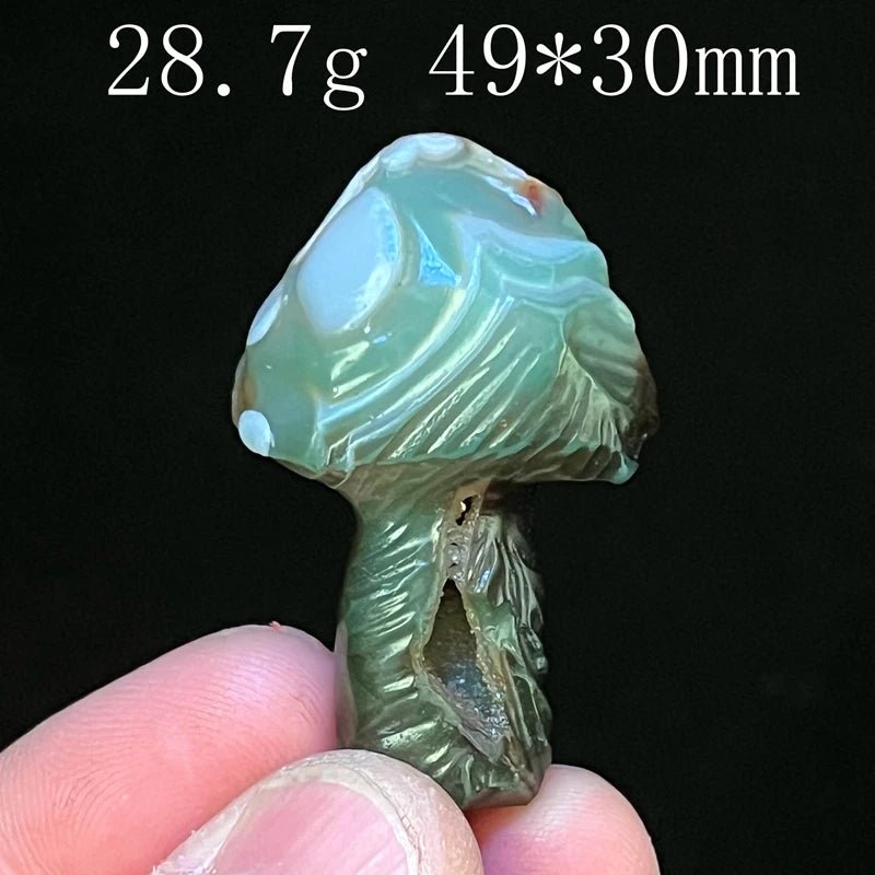 Mixed Gobi Eye Mushroom-ToShay.org
