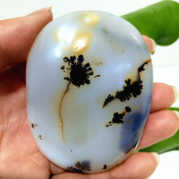 Yellow Blue Water Plant Agate-ToShay.org