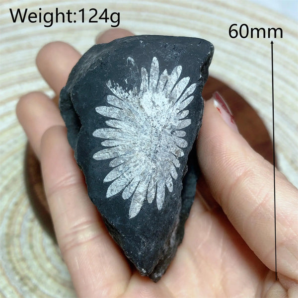 Black Chrysanthemum Raw Stone-ToShay.org