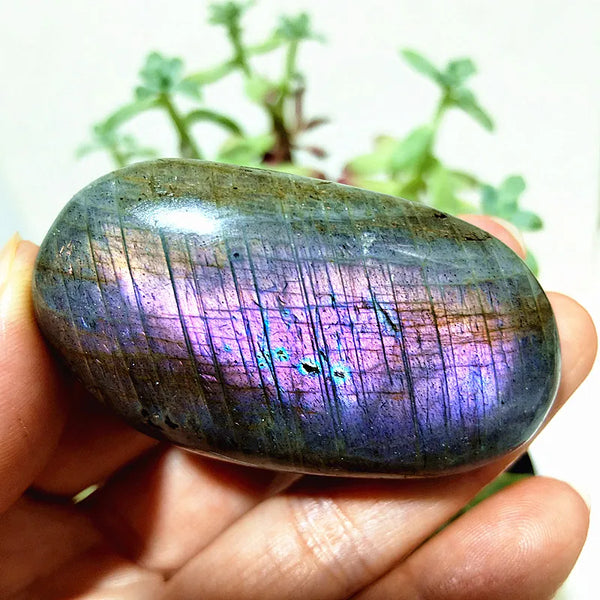 Purple Yellow Light Labrador-ToShay.org