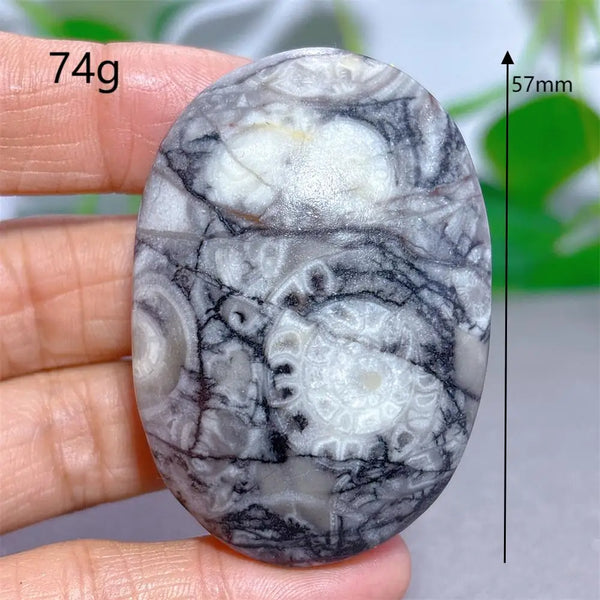 Black White Shellstone-ToShay.org