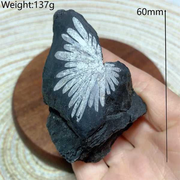 Black Chrysanthemum Raw Stone-ToShay.org