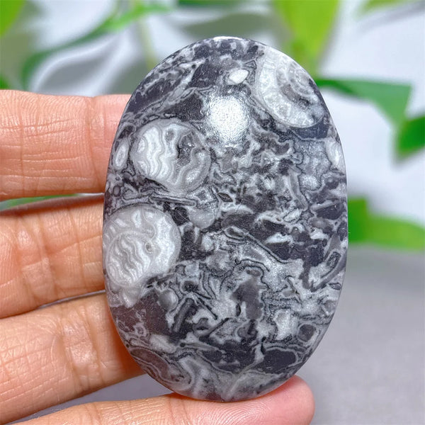 Black White Shellstone-ToShay.org