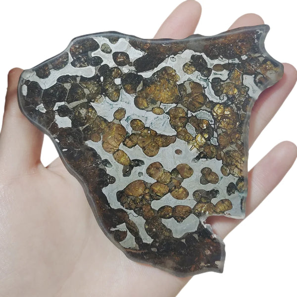 Olive Meteorite Slice-ToShay.org