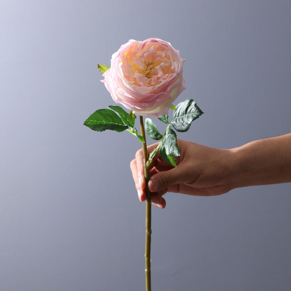 Rose Peony Flowers-ToShay.org