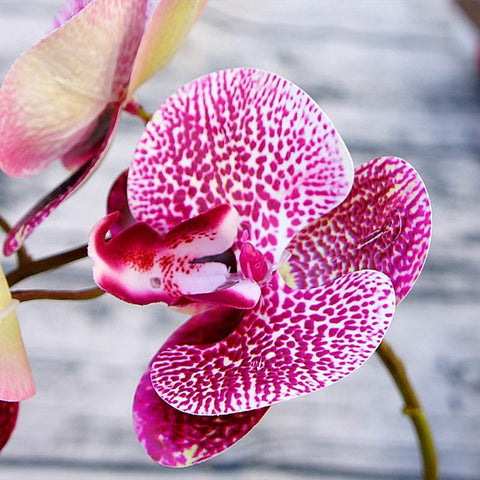 Orchid Flowers-ToShay.org