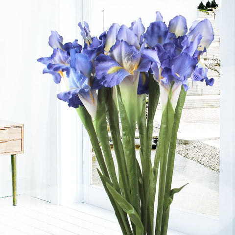 Iris Flower Stems-ToShay.org