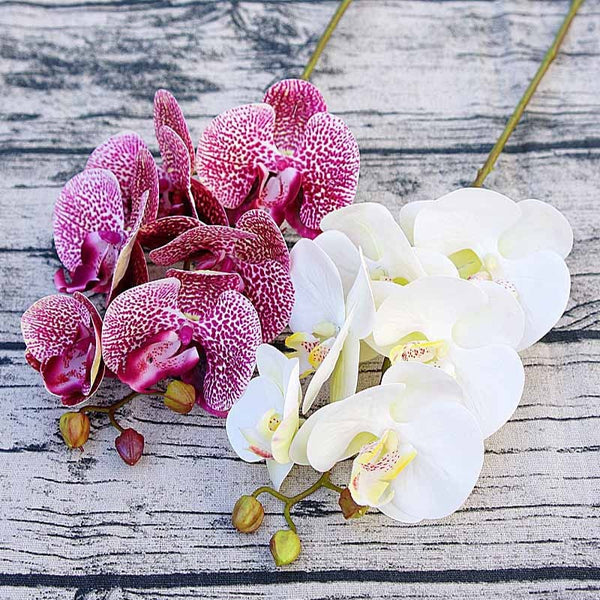 Orchid Flowers-ToShay.org