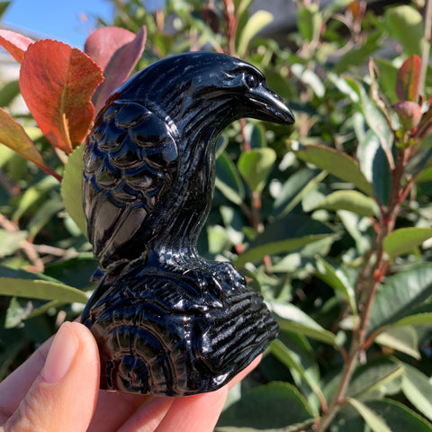 Black Obsidian Raven-ToShay.org