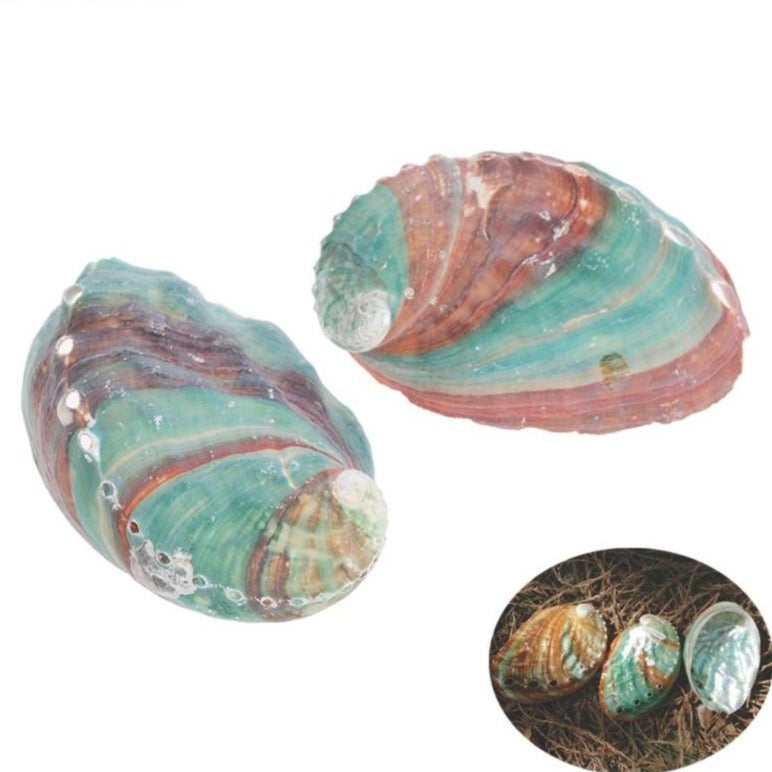 Abalone Sea Shells-ToShay.org