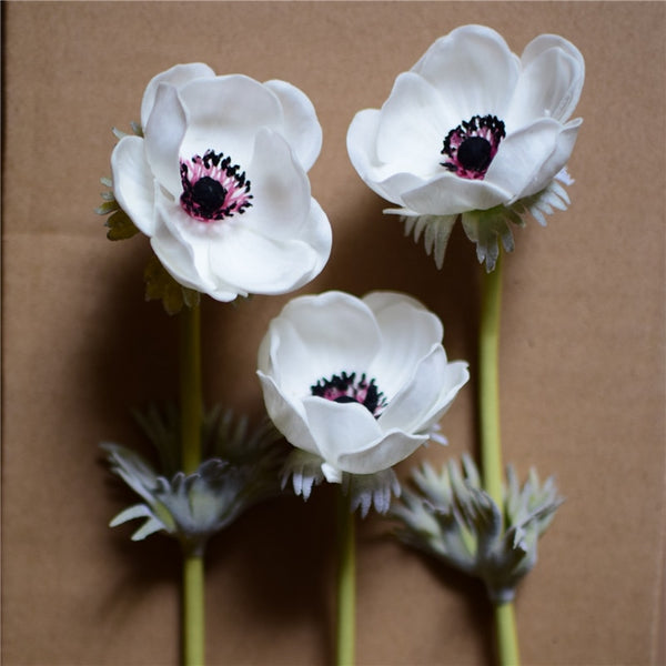 Anemones Flowers-ToShay.org