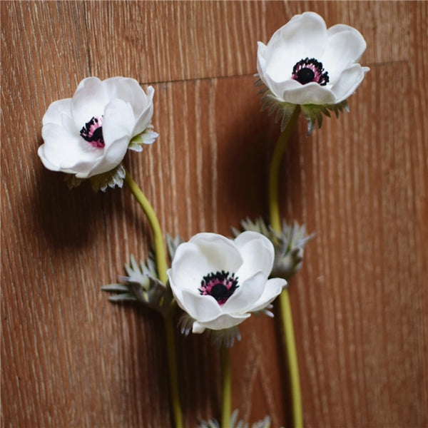 Anemones Flower Stems-ToShay.org