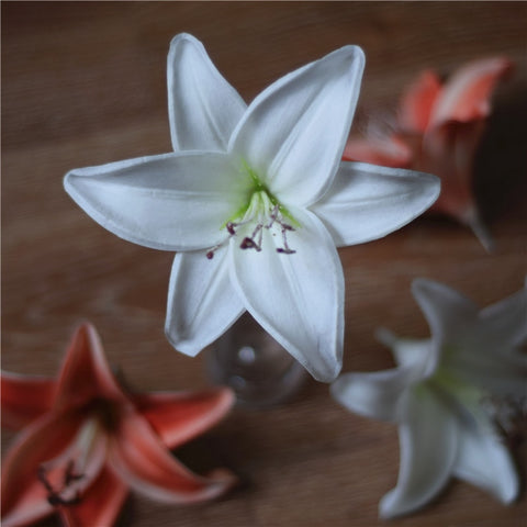 Tiger Lily Flowers-ToShay.org