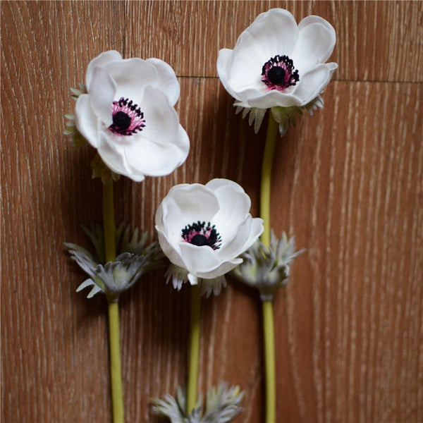 Poppy Flower Stems-ToShay.org